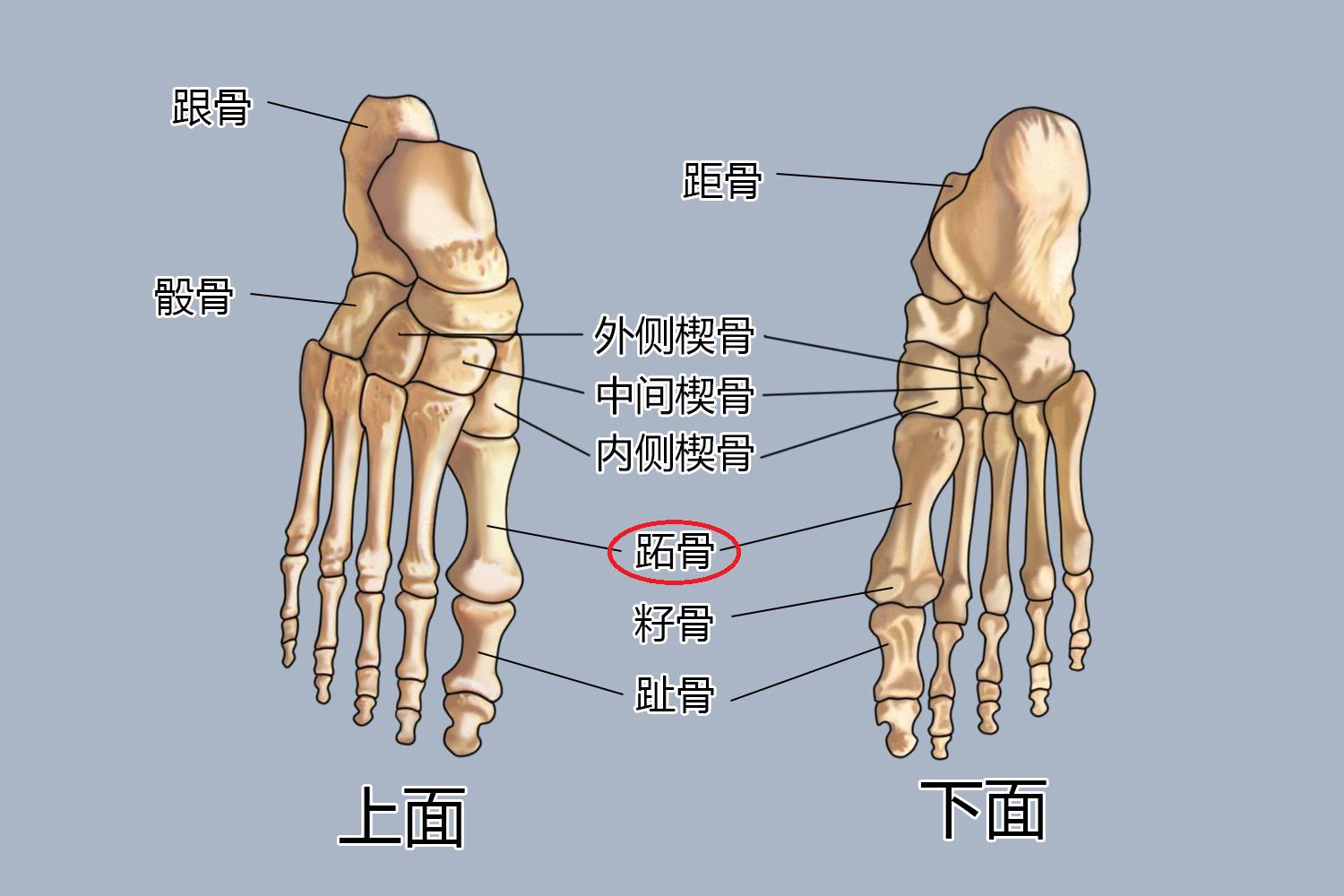 第二跖骨位置图图片